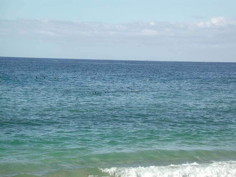 Dolphins 2.jpg 59.1K